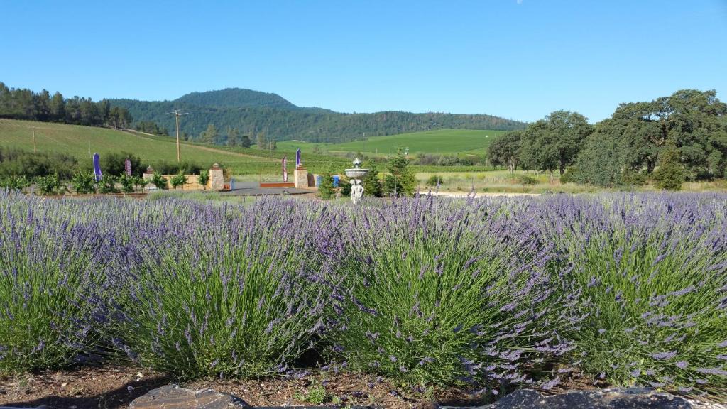 Lower Lake Bed & Breakfast | Thorn Hill Vineyards Villa Suites
