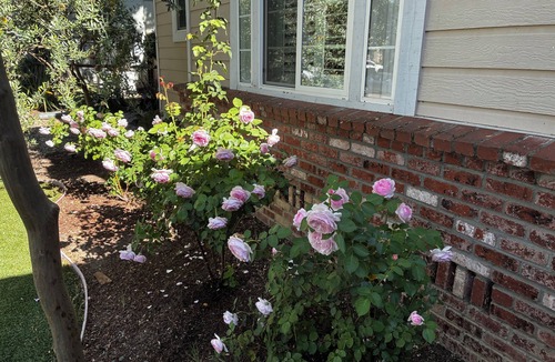 St. Helena House | July in the Napa Valley