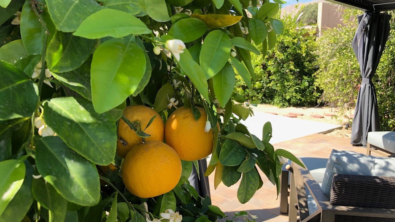Photo of Others in Palm Desert