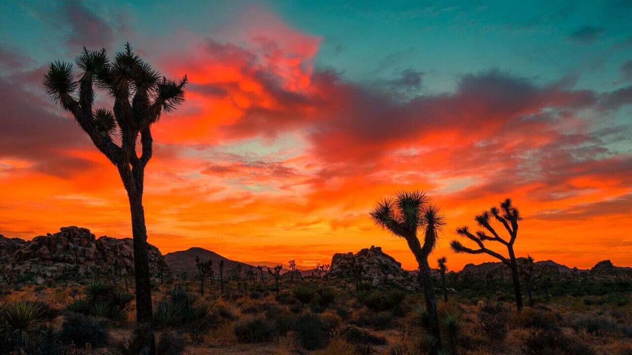 Photo of Others in Indio