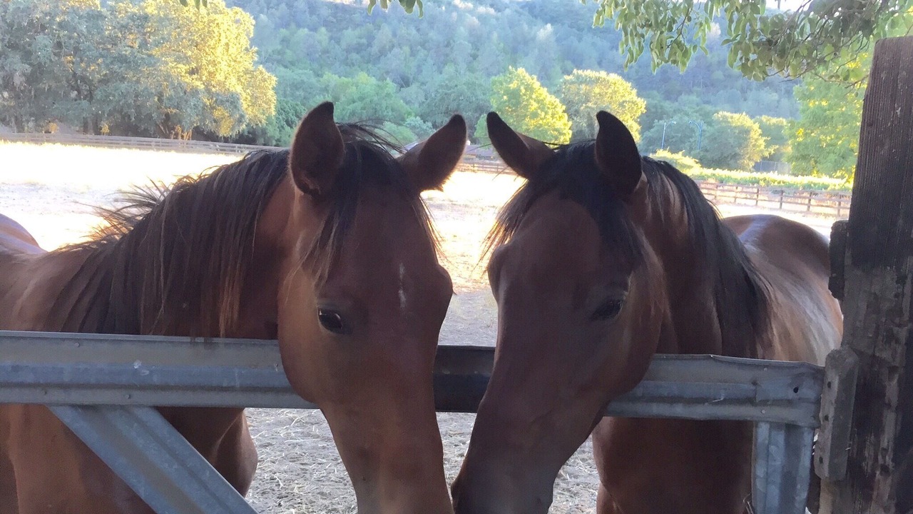 Photo of Others in St. Helena